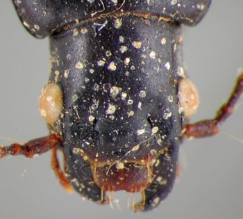 Media type: image;   Entomology 22112 Aspect: head dorsal view